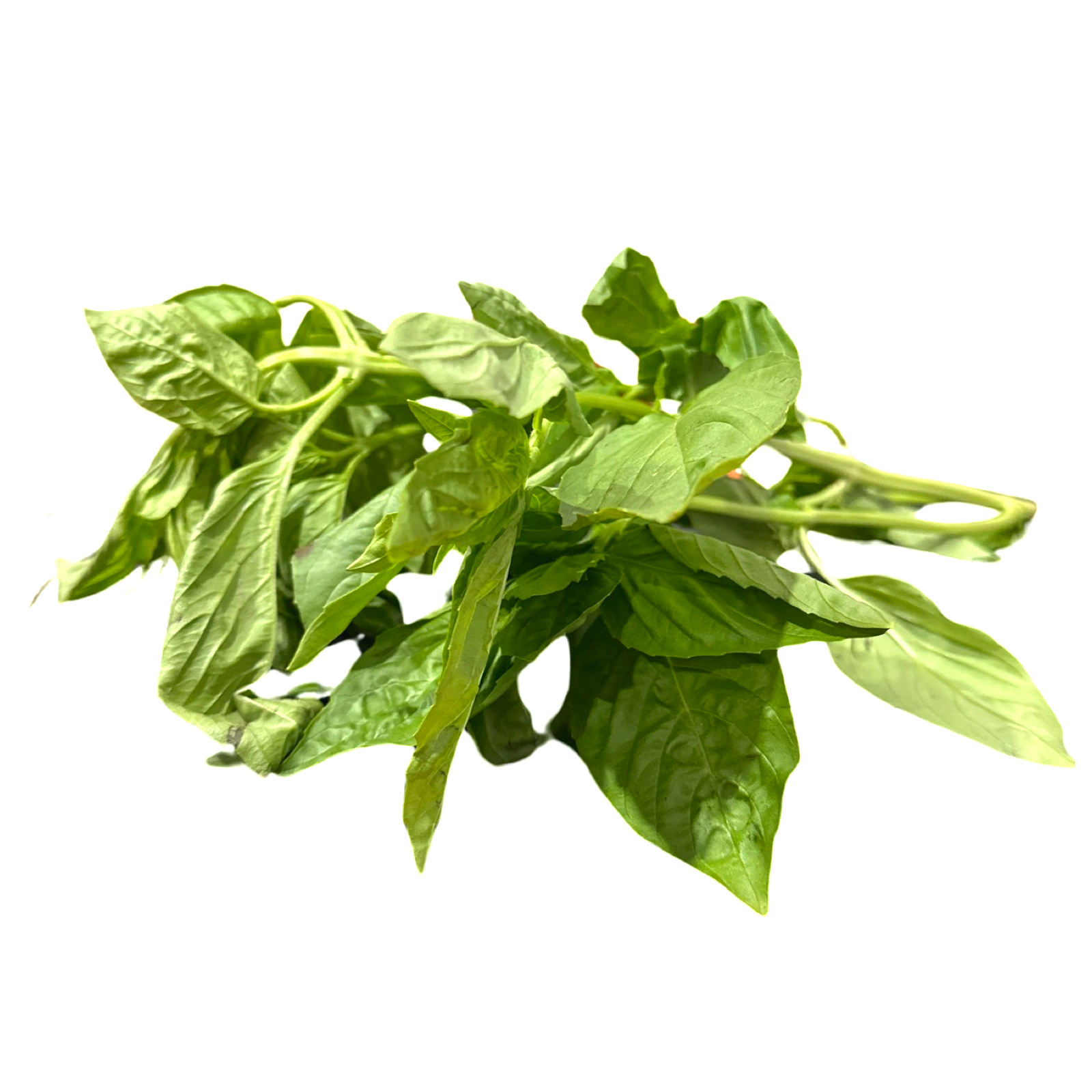 BASIL *SPLIT* 1 LB