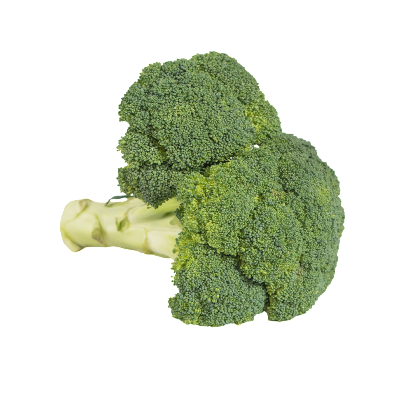 BROCCOLI WHOLE FRESH 14CT