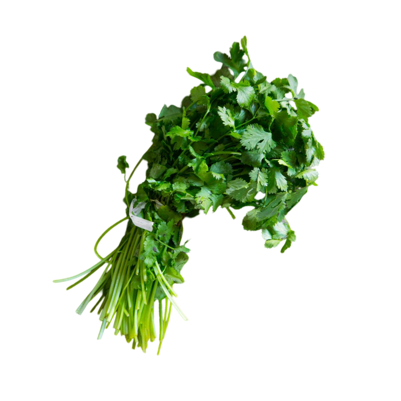 CILANTRO KILO FRESH