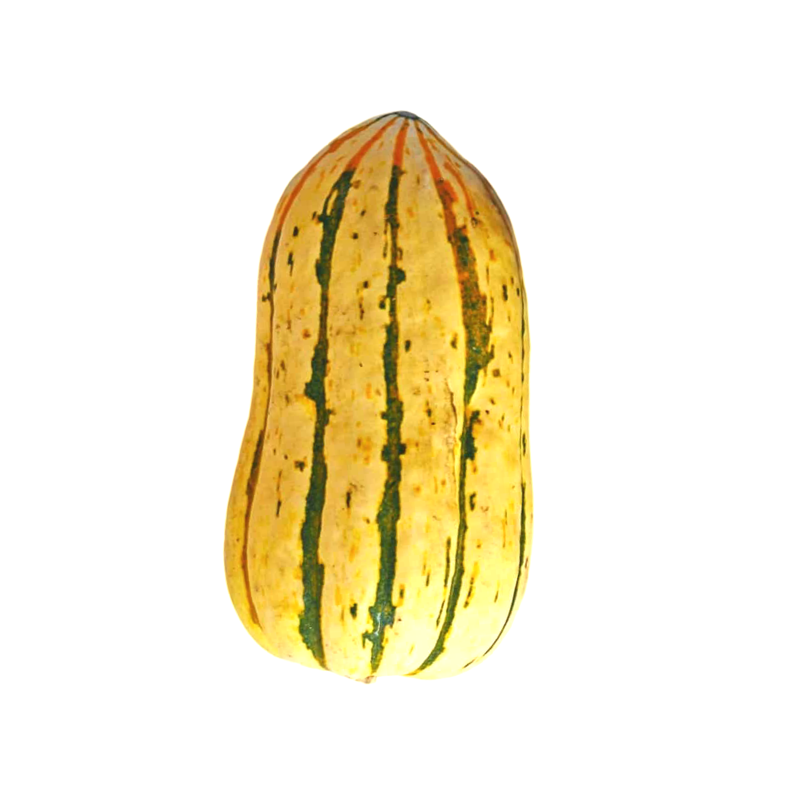 DELICATA SQUASH