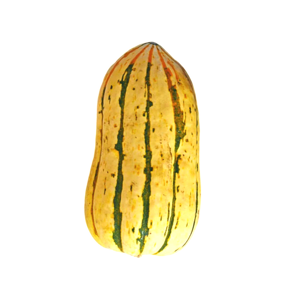 DELICATA SQUASH