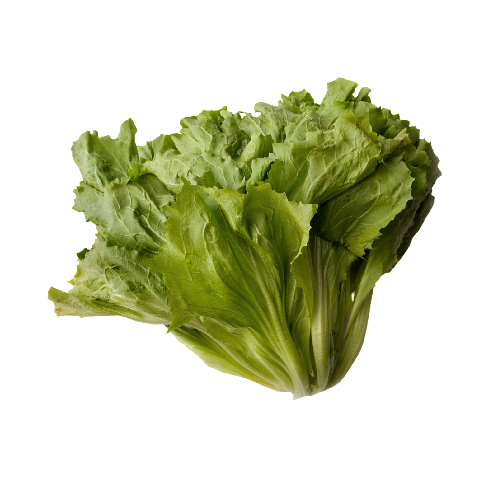 ESCAROLE 16 COUNT