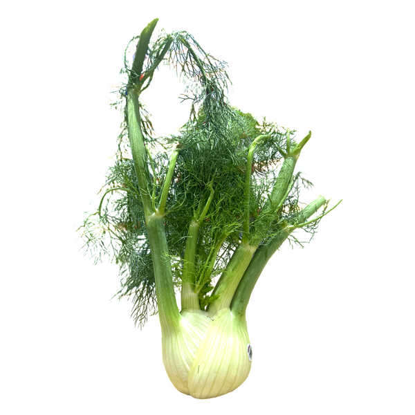 FENNEL 3CT SPLIT