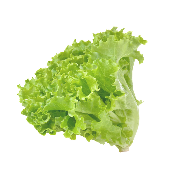 GREEN LEAF LETTUCE