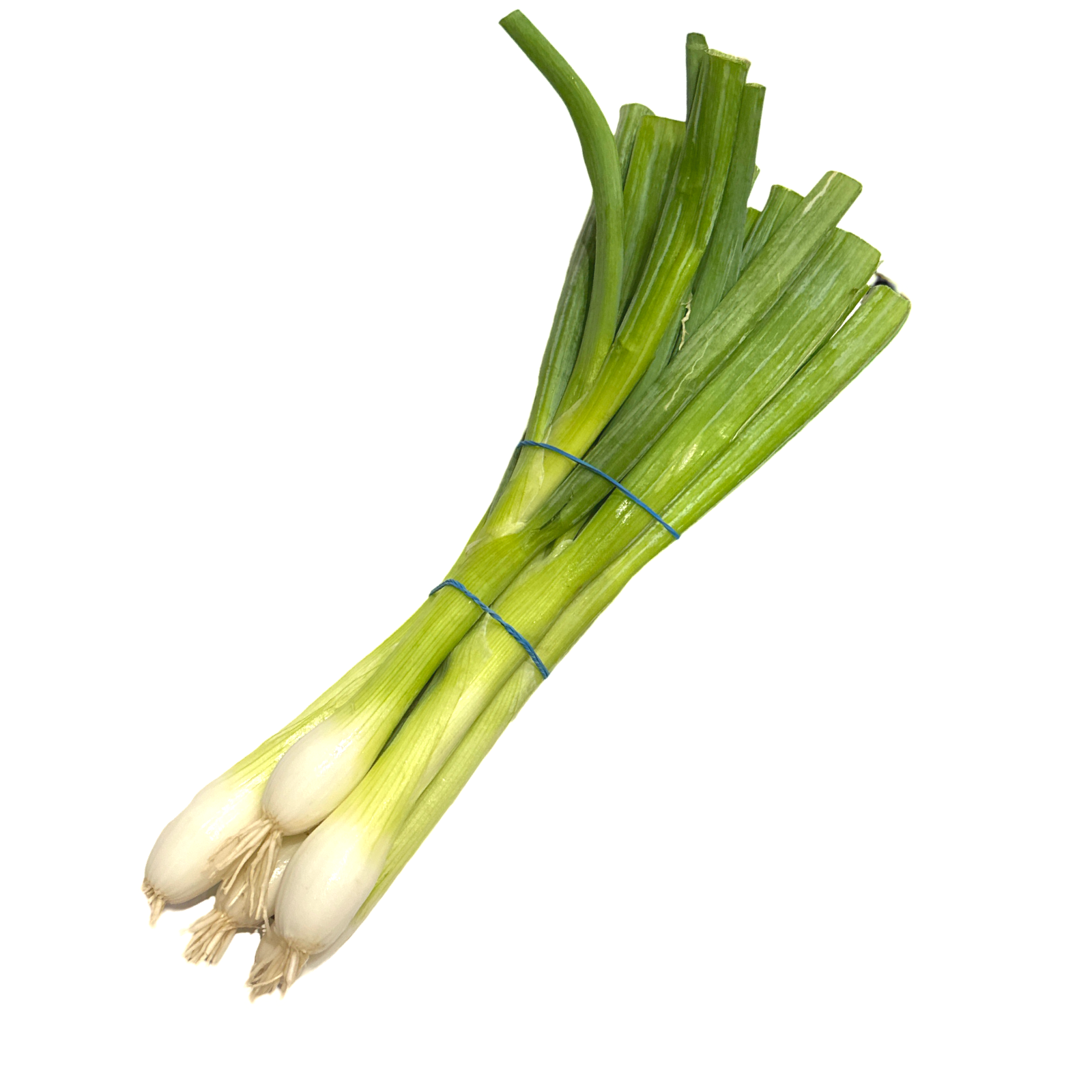 SCALLIONS 6 COUNT