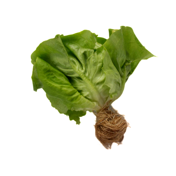 HYDRO BIB LETTUCE