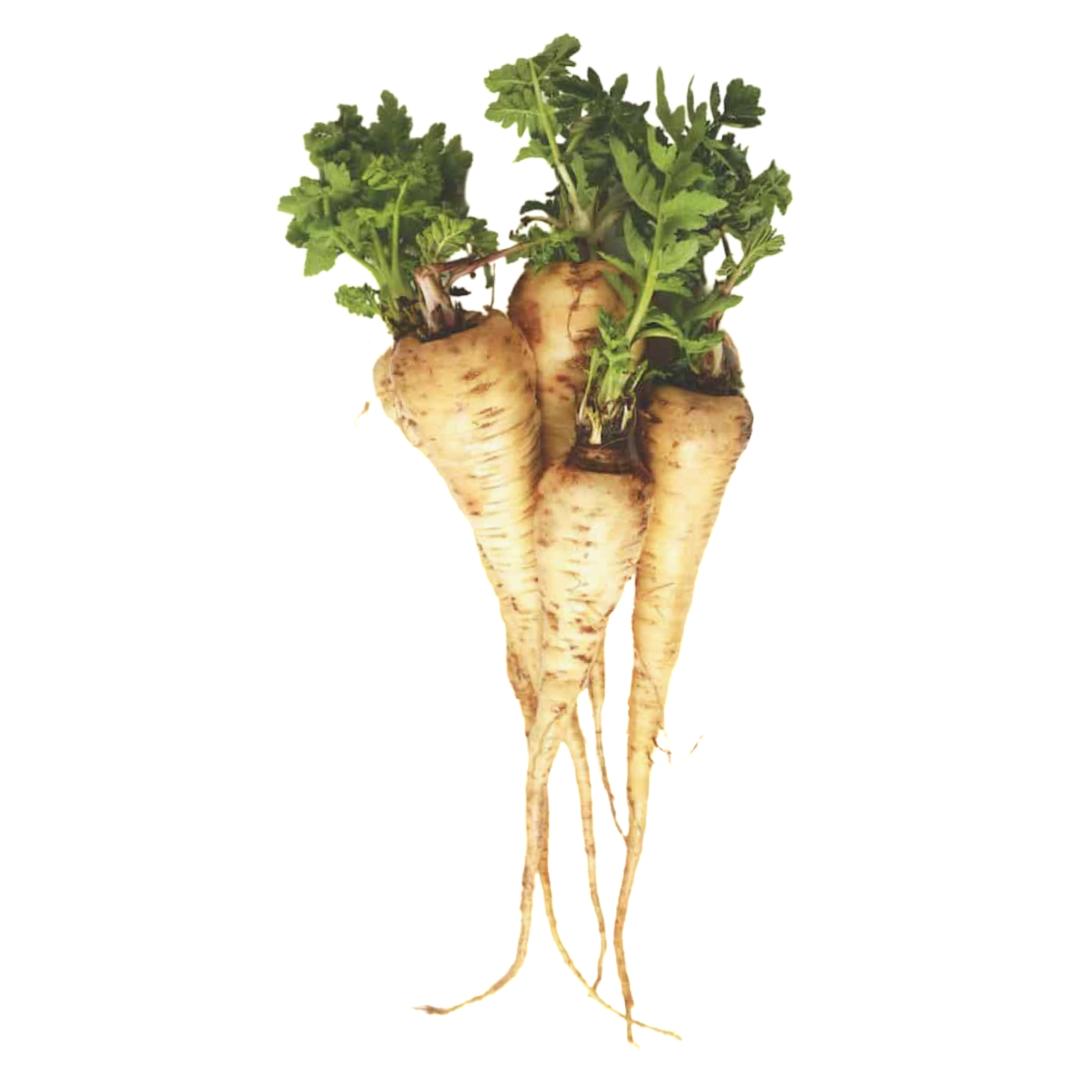 PARSNIPS