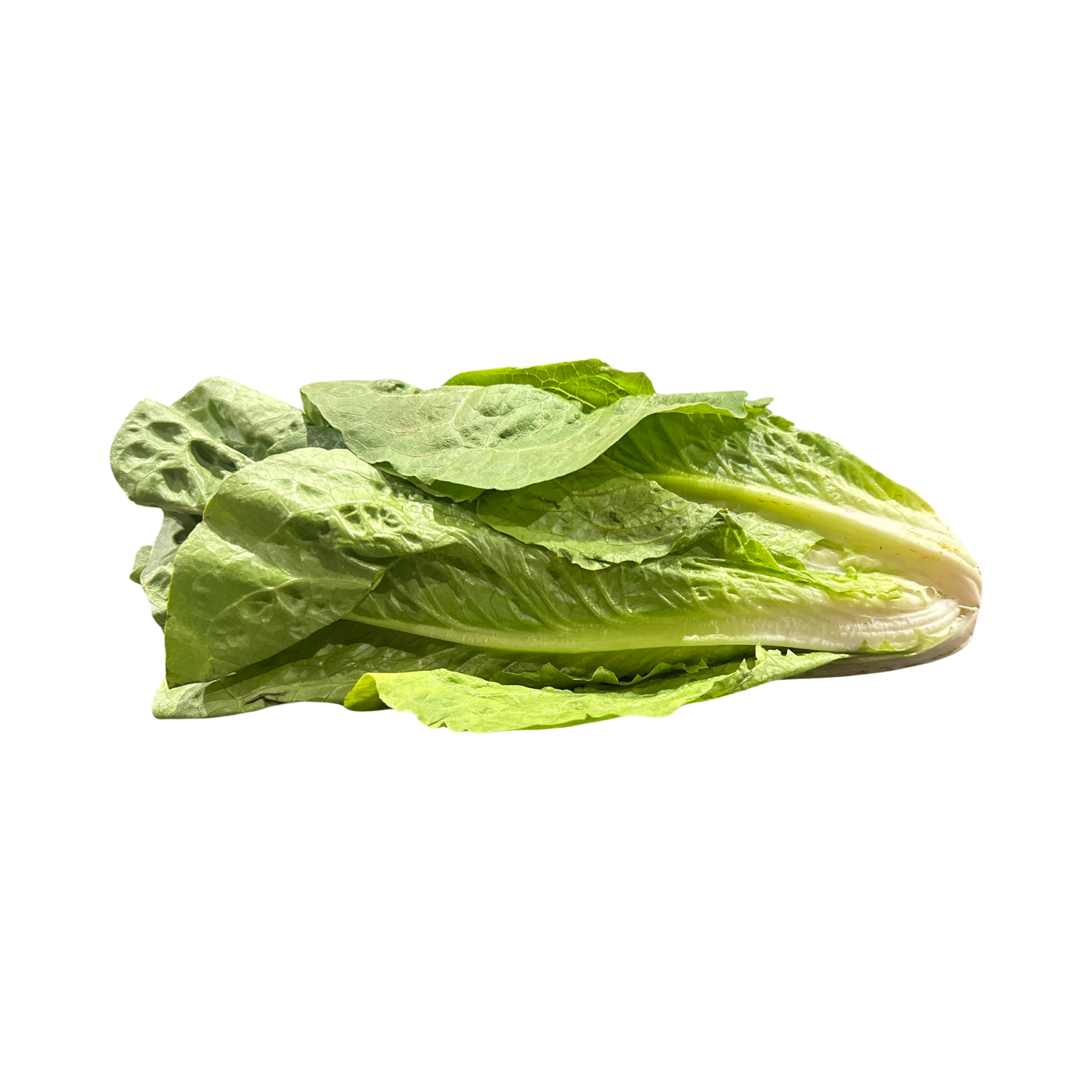 ROMAINE LETTUCE