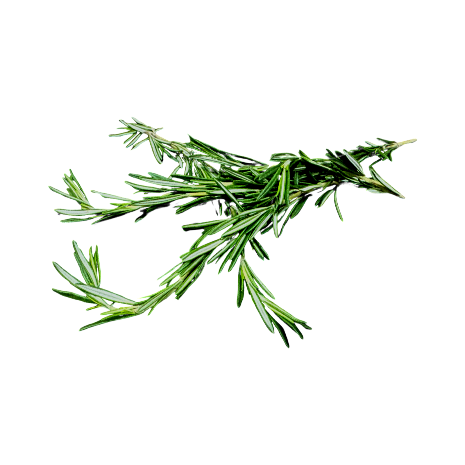 ROSEMARY FRESH HERB 12 BUNCH