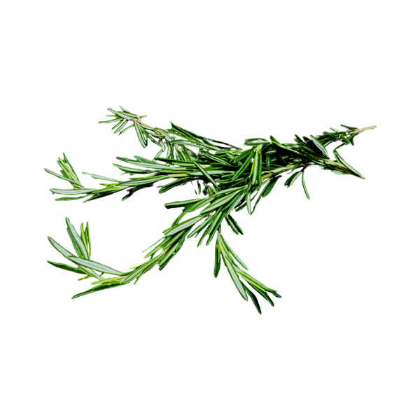 ROSEMARY FRESH HERB 12 BUNCH