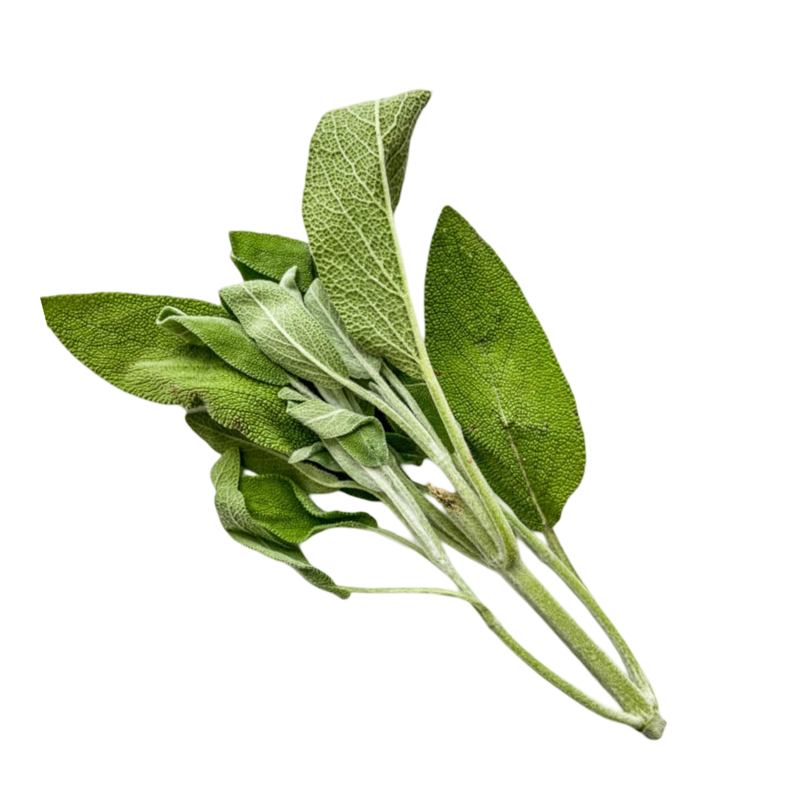 SAGE FRESH HERB