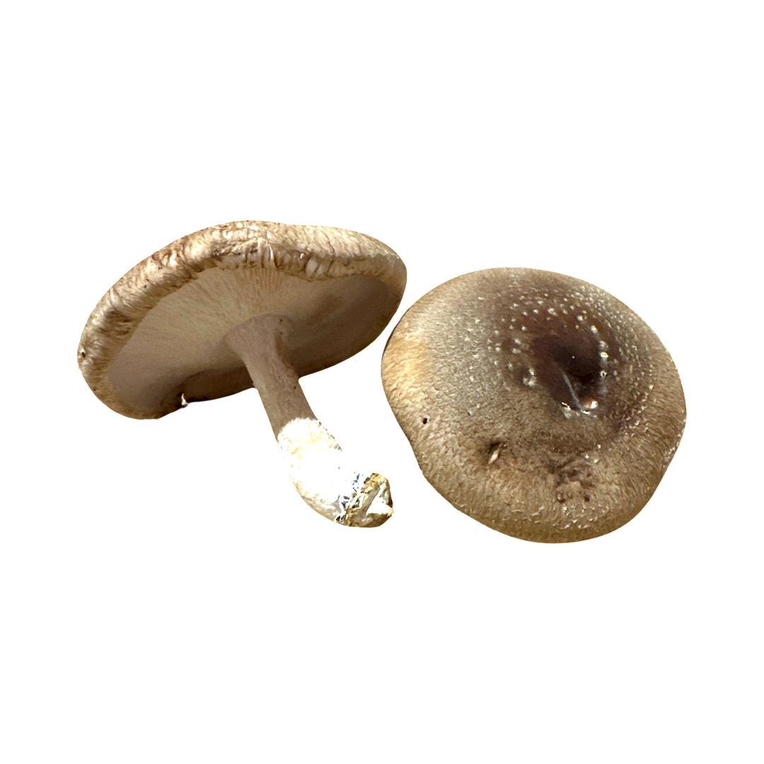 MUSHROOM SHITAKE