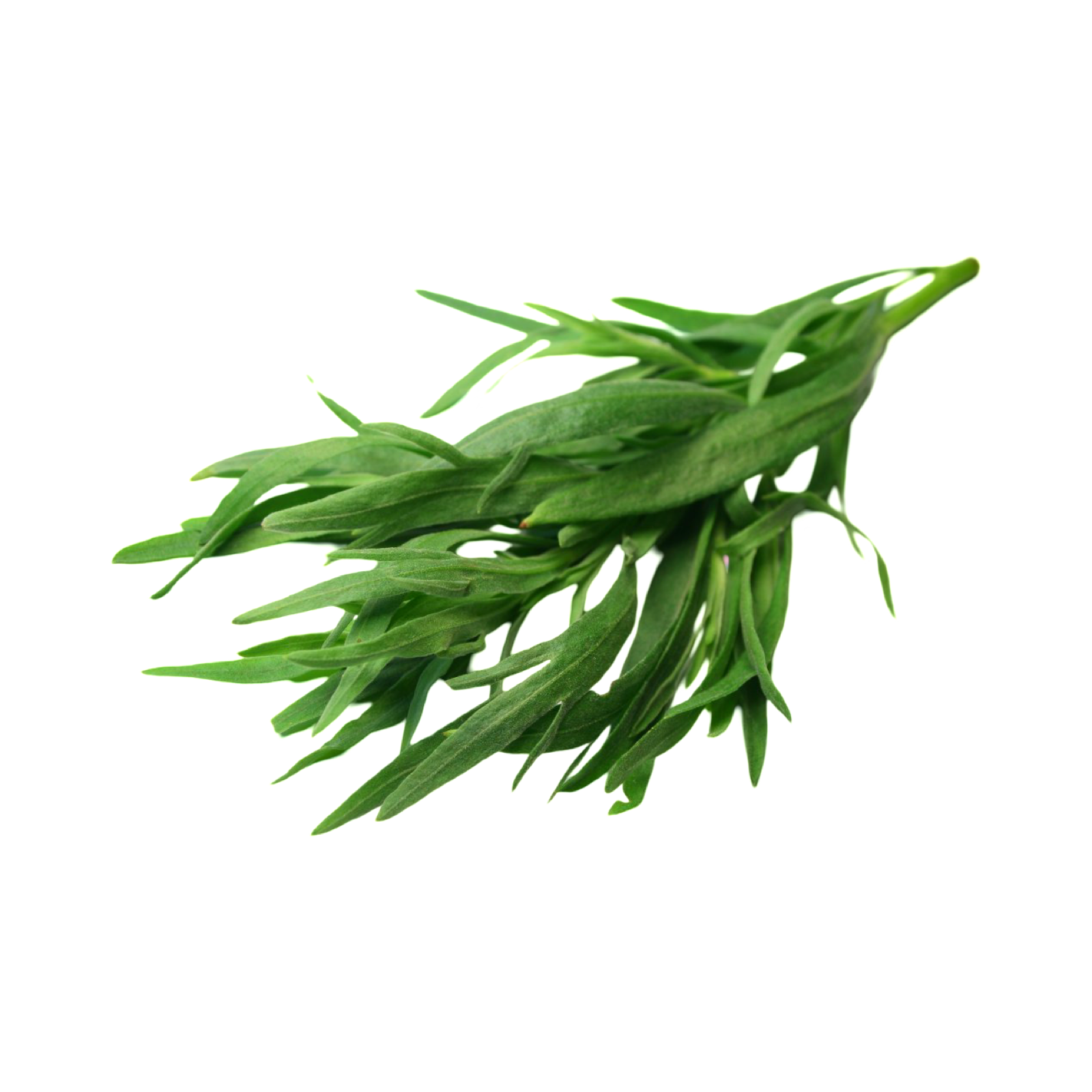 TARRAGON KILO FRESH