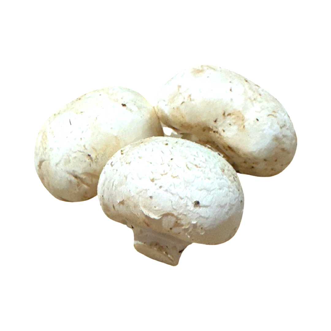 MUSHROOM WHITE MEDIUM 10LB