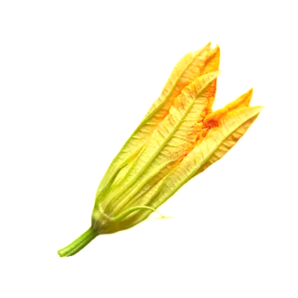 ZUCCHINI FLOWERS